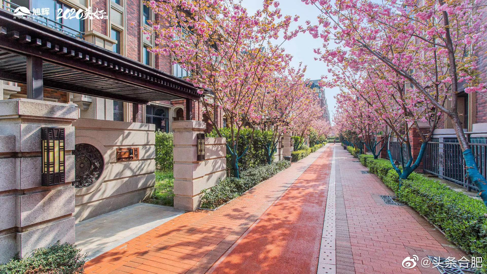 合肥醉美网红樱花小区樱花盛开美哭了
