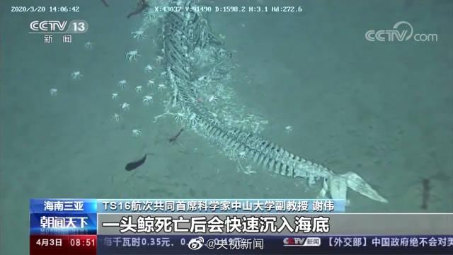鲸给大海最后的温柔：我国科学家在南海首次发现鲸落