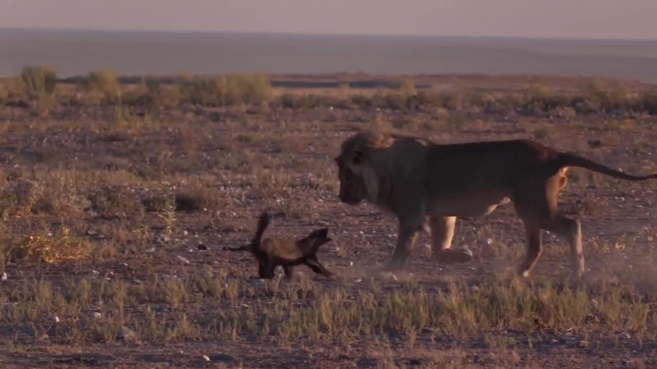 平头哥真的可以和狮子一战吗?有人终于拍摄到两雄相遇