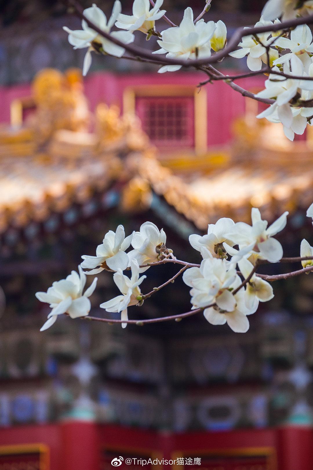 一树梨花一承乾,故宫已春色满园