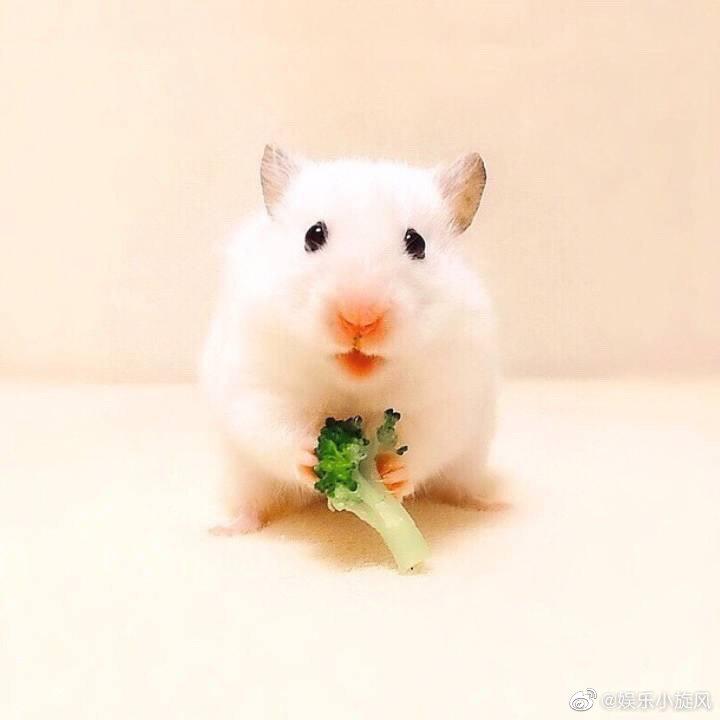 仓鼠女孩原来是吃货的意思呀 不应该是可爱,小巧玲珑的意思嘛