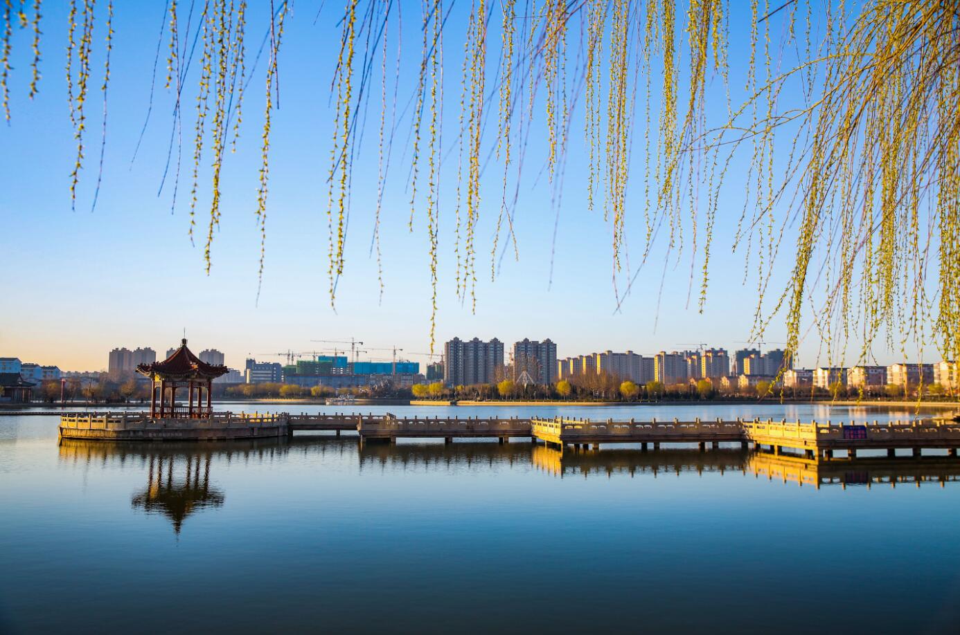 美丽德州丨庆云花海惹人醉