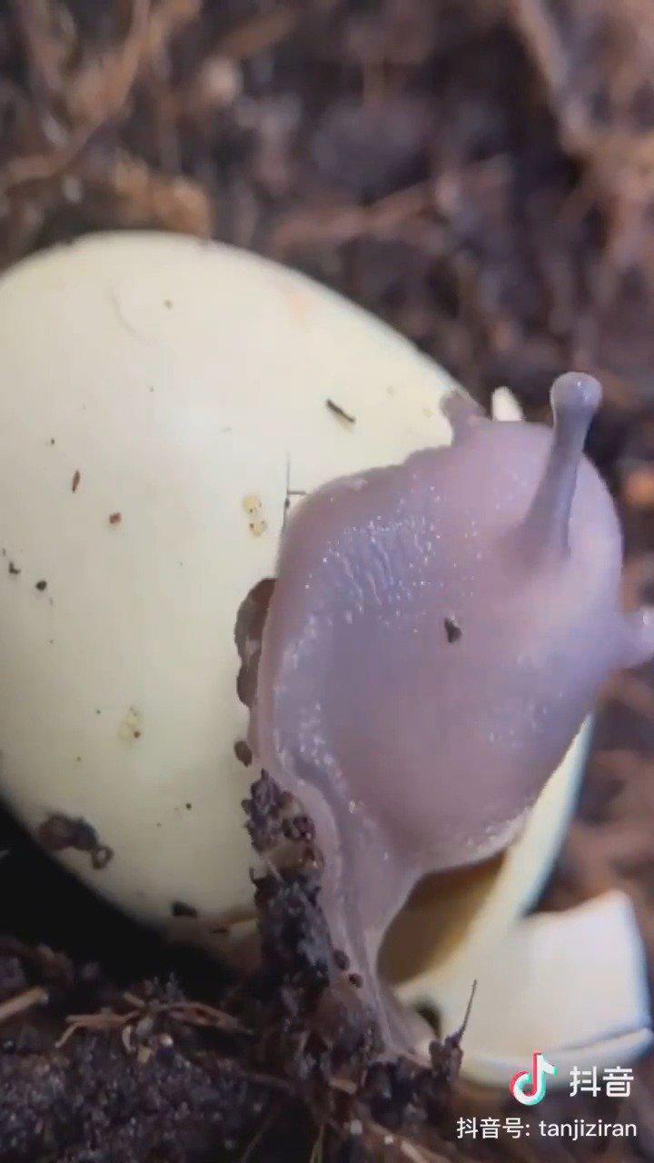 原来蜗牛是卵生的 当小蜗牛出生的时候还会把壳吃掉 手机新浪网