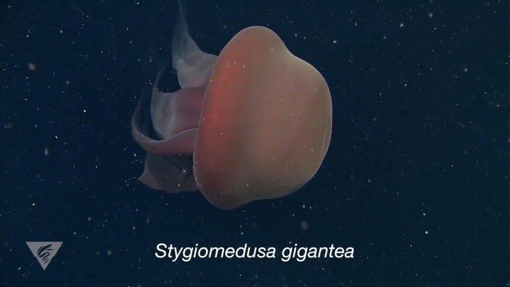 深海的巨型水母,冥河水母