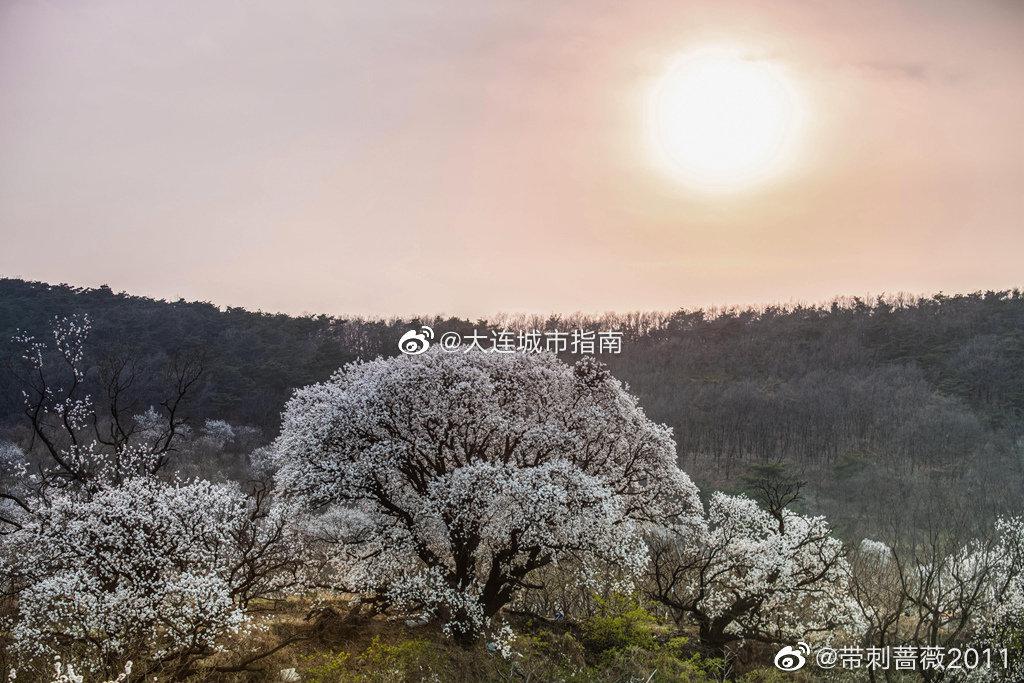 大连 大连阁条沟，杏花村