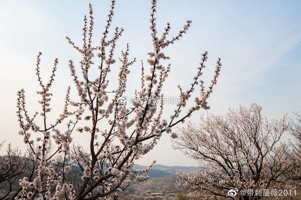 大连 大连阁条沟，杏花村