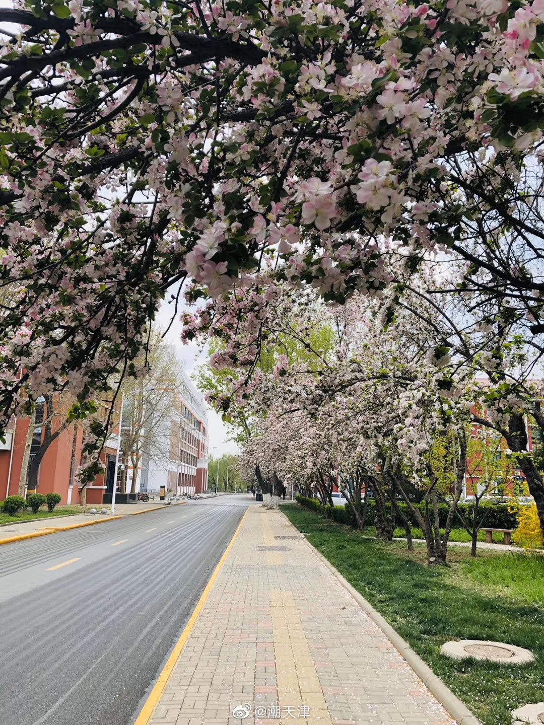 天大海棠花开的日子是天大最美的季节