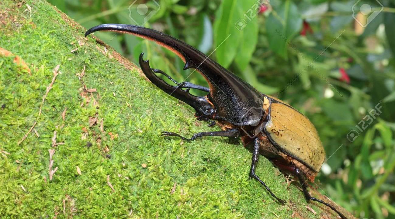 赫拉克勒斯长戟大兜虫,世界上最大的甲虫之一,太美了