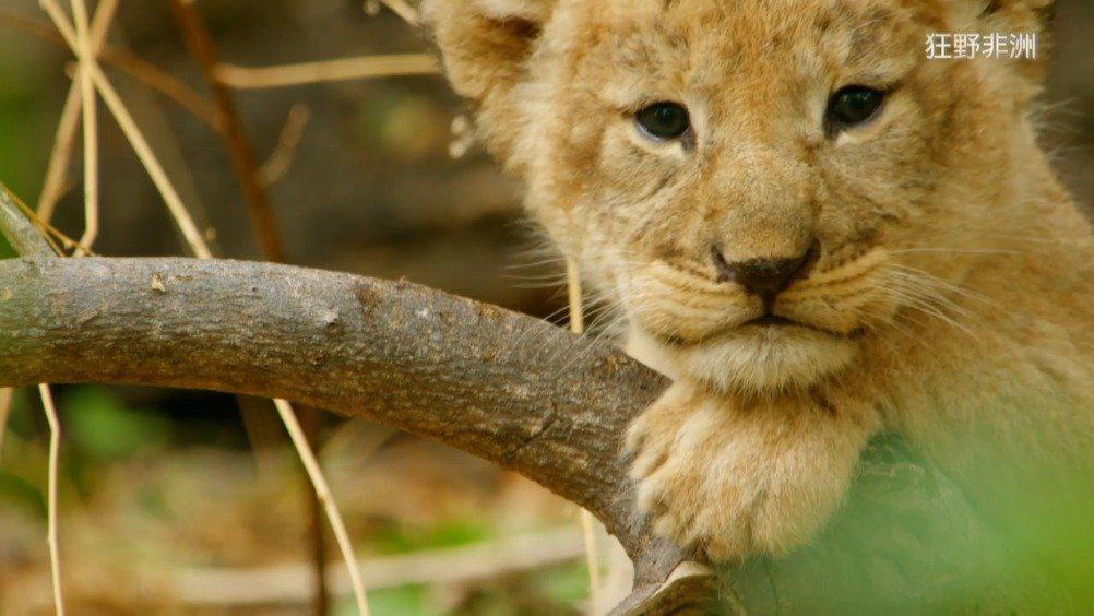 小狮宝宝的辛巴之路(fb:公视 生态全纪录)