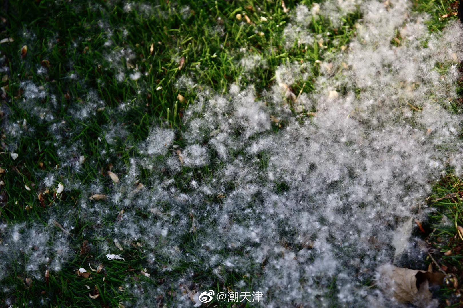 津城杨絮如期而至(by王老师)