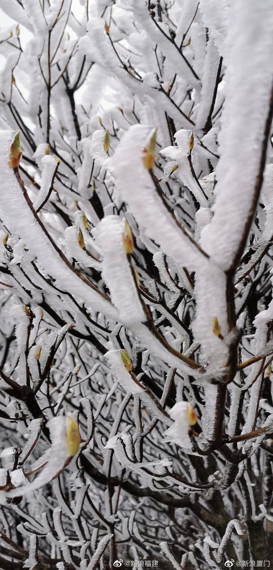 四月的福建竟然"下雪"了