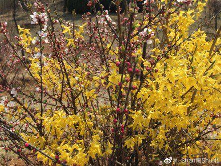 如果你来不了大连 我就把大连的春天拍给你看  摄影