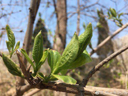 如果你来不了大连 我就把大连的春天拍给你看  摄影