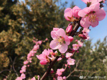 如果你来不了大连 我就把大连的春天拍给你看  摄影