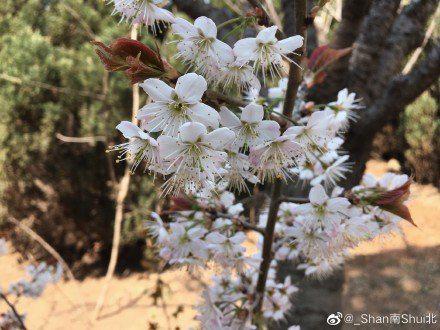 如果你来不了大连 我就把大连的春天拍给你看  摄影