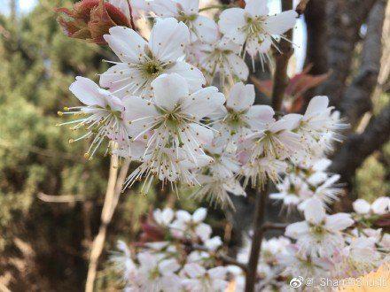 如果你来不了大连 我就把大连的春天拍给你看  摄影