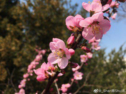 如果你来不了大连 我就把大连的春天拍给你看  摄影