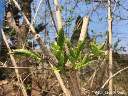如果你来不了大连 我就把大连的春天拍给你看  摄影