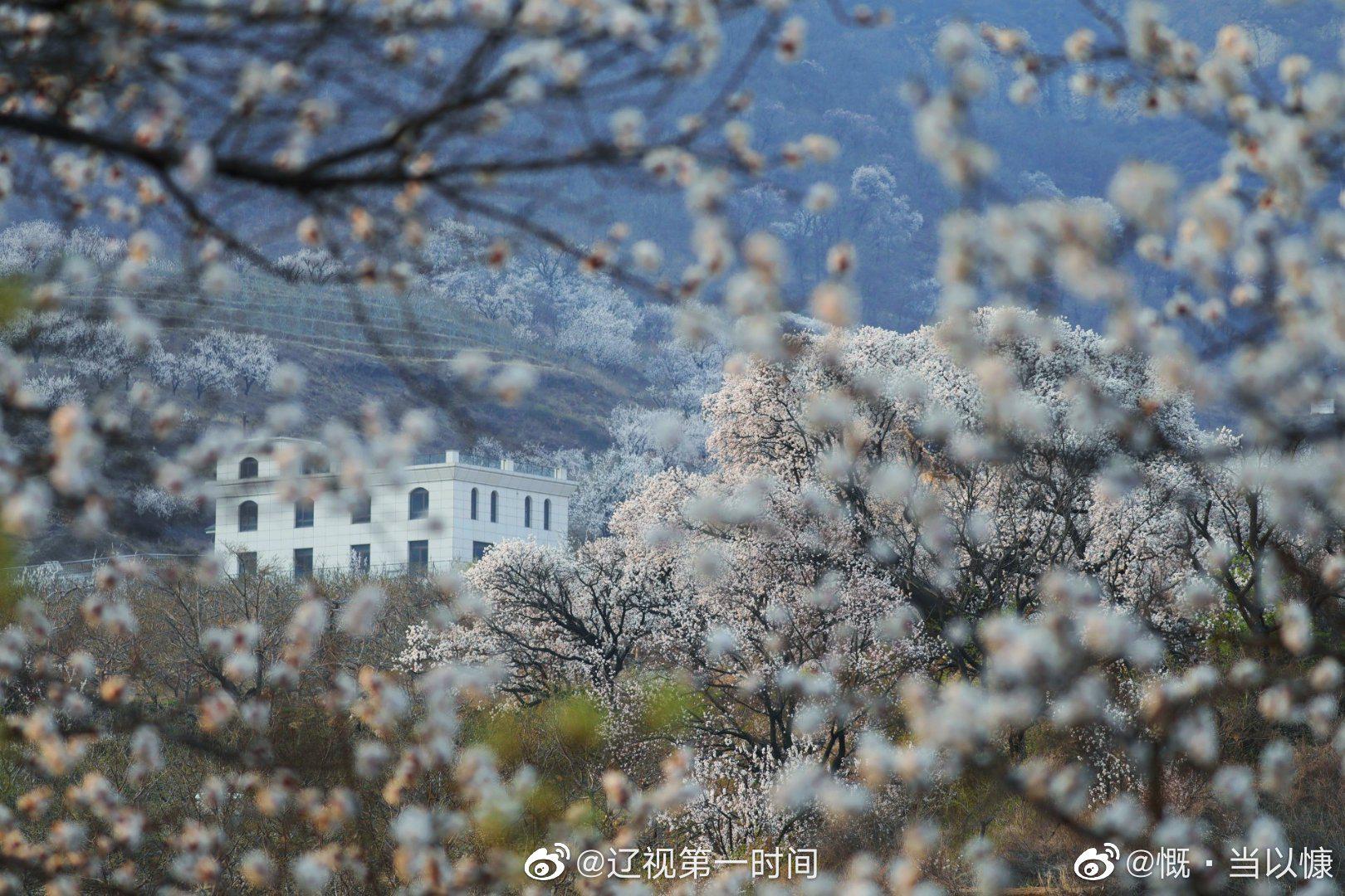 大连：大黑山脚下阁条沟，杏花正醉人。（@慨·当以慷 ）