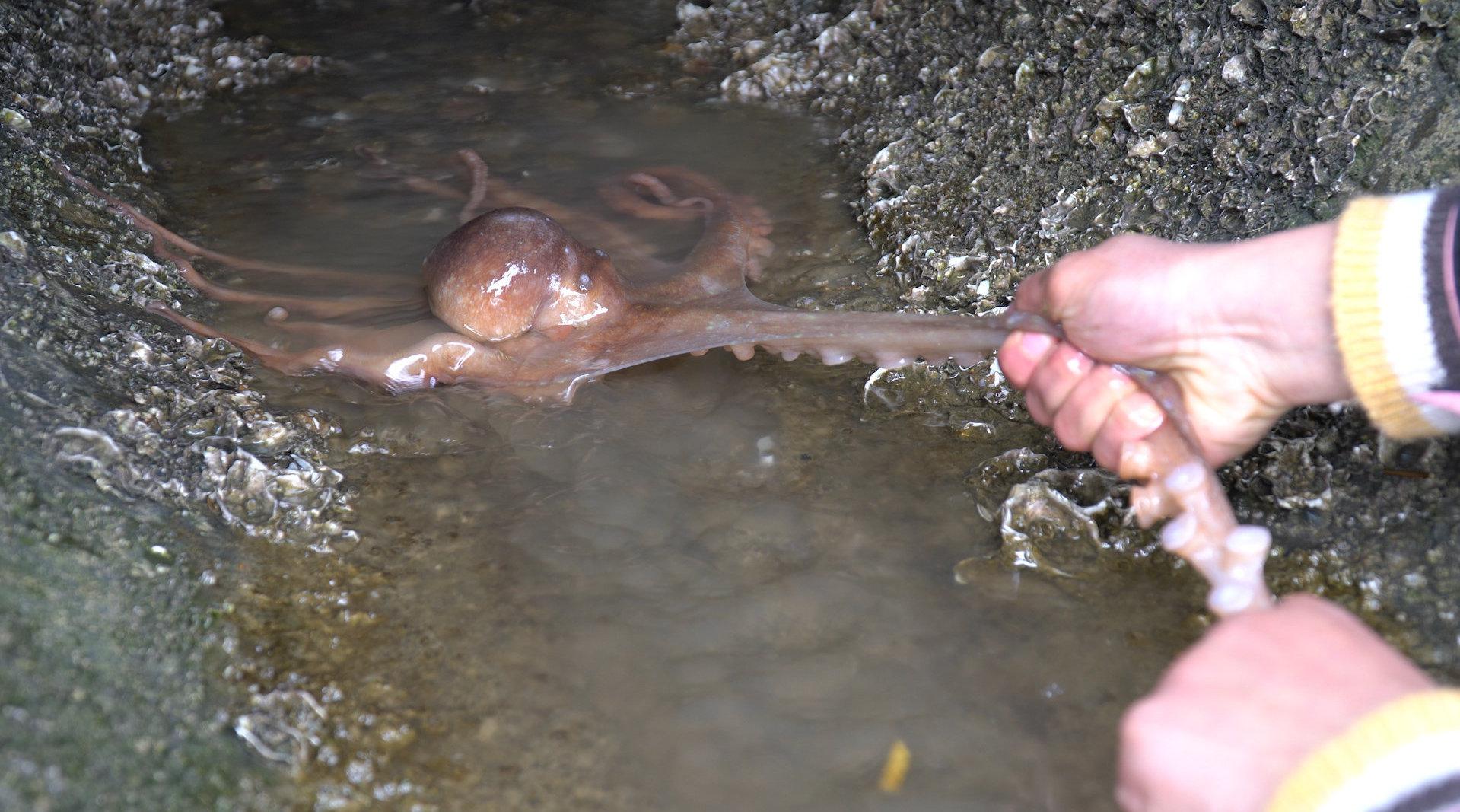 大梅石洞内抓到大八爪鱼,钻进去挠痒痒,它才开心的出来!