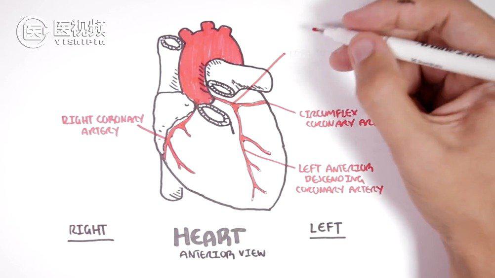 手绘人体解剖学:心脏冠状动脉的解剖