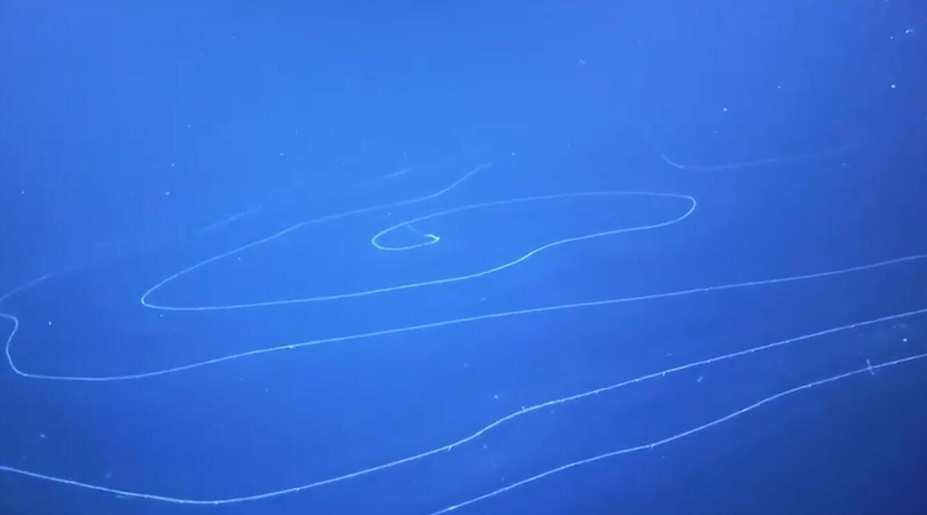 澳大利亚深海拍到47米长管状水母 年龄可能几百岁