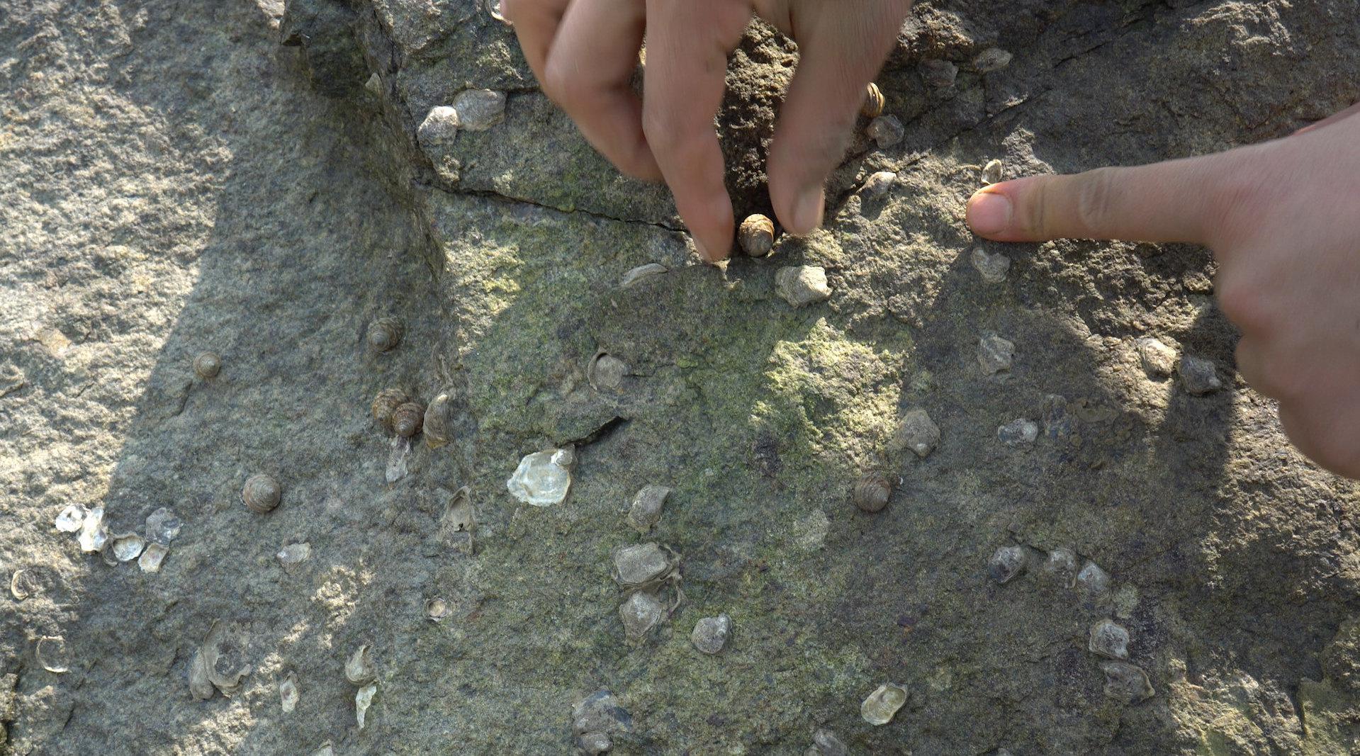 芝麻螺出来晒太阳,石头上爬了好多,大梅赶海随便一抓就是一把!