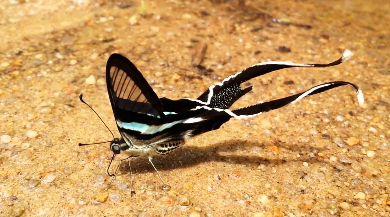 正在吸水的"绿带燕凤蝶" lamproptera meges,很小的一种凤蝶