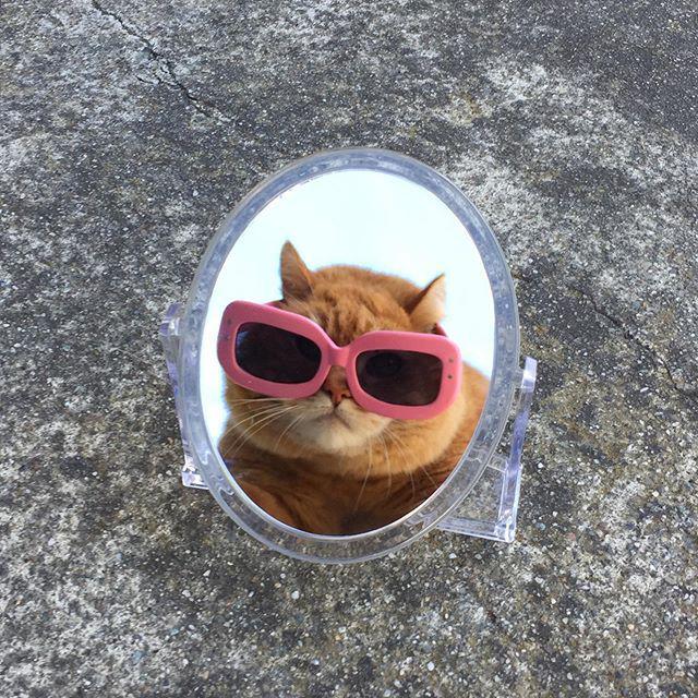 爱照镜子的奶酷小橘猫mocheleb