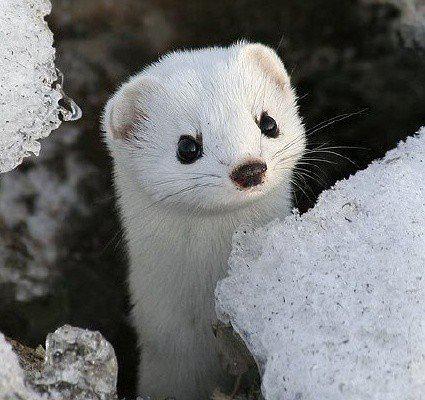 雪鼬,世界上最小的肉食哺乳动物,随时都会饿