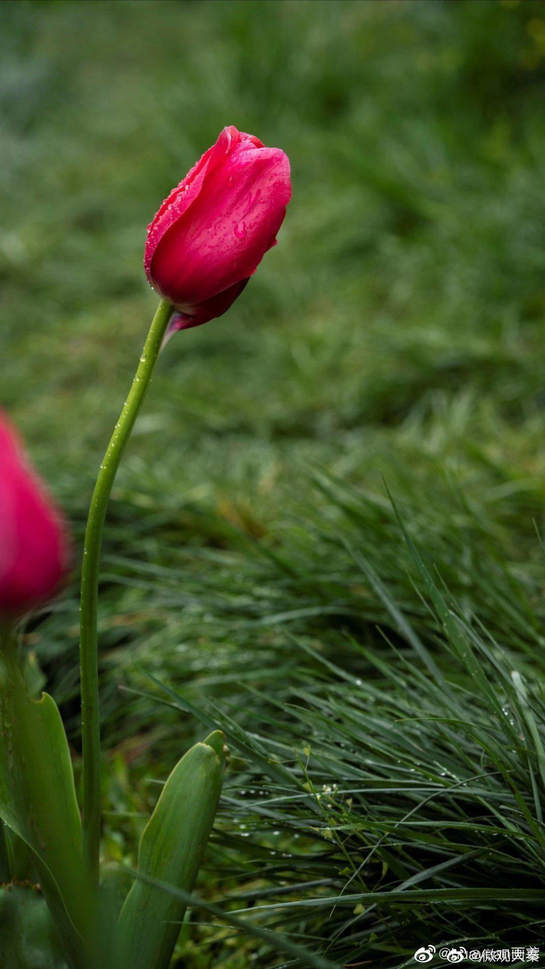 赏花遇雨,听郁金香花瓣在雨中舒展的旋律,妙不可言|郁金香|花瓣|雨中