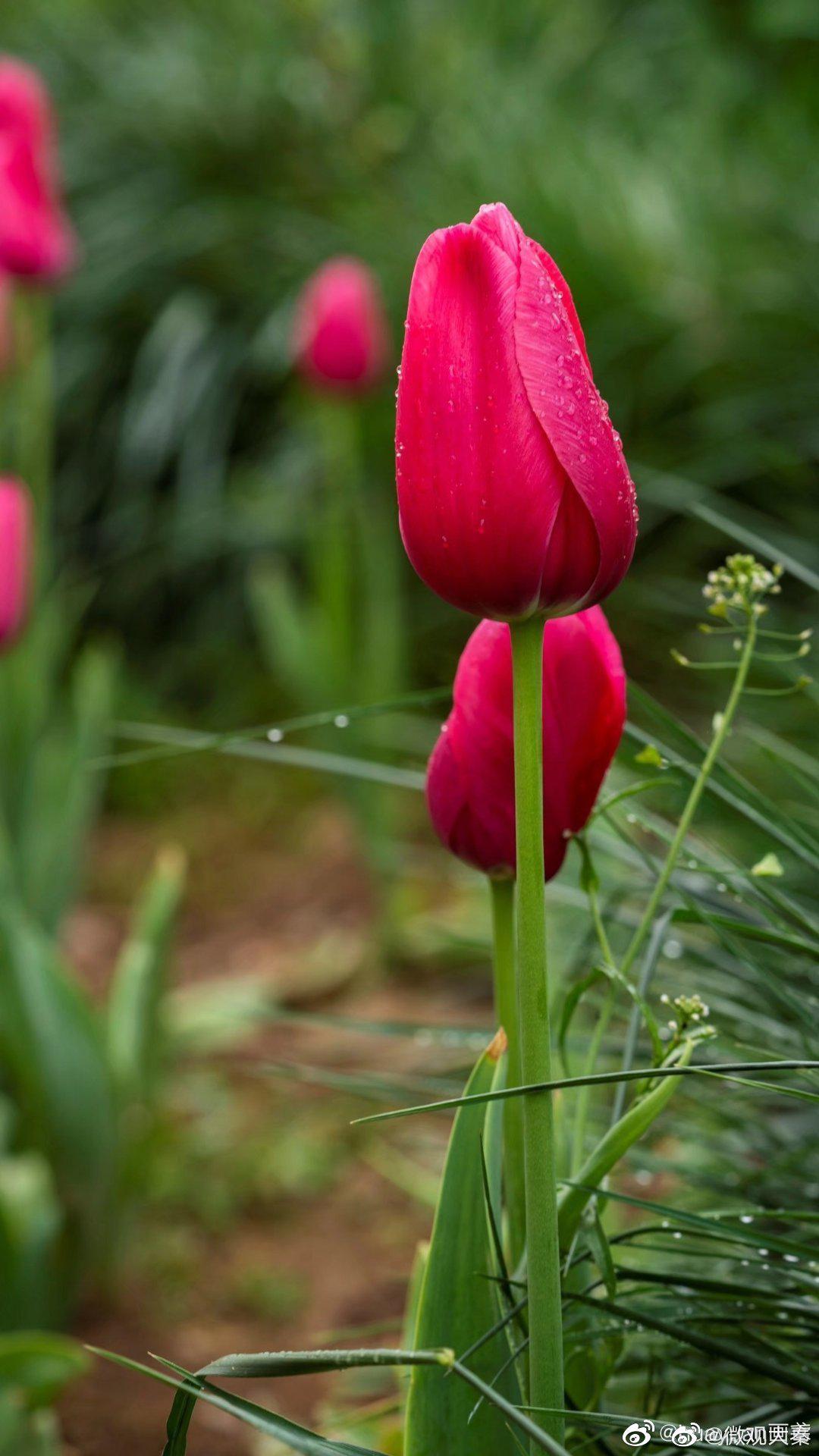赏花遇雨,听郁金香花瓣在雨中舒展的旋律,妙不可言|郁金香|花瓣|雨中