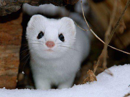 雪鼬,世界上最小的肉食哺乳动物,随时都会饿