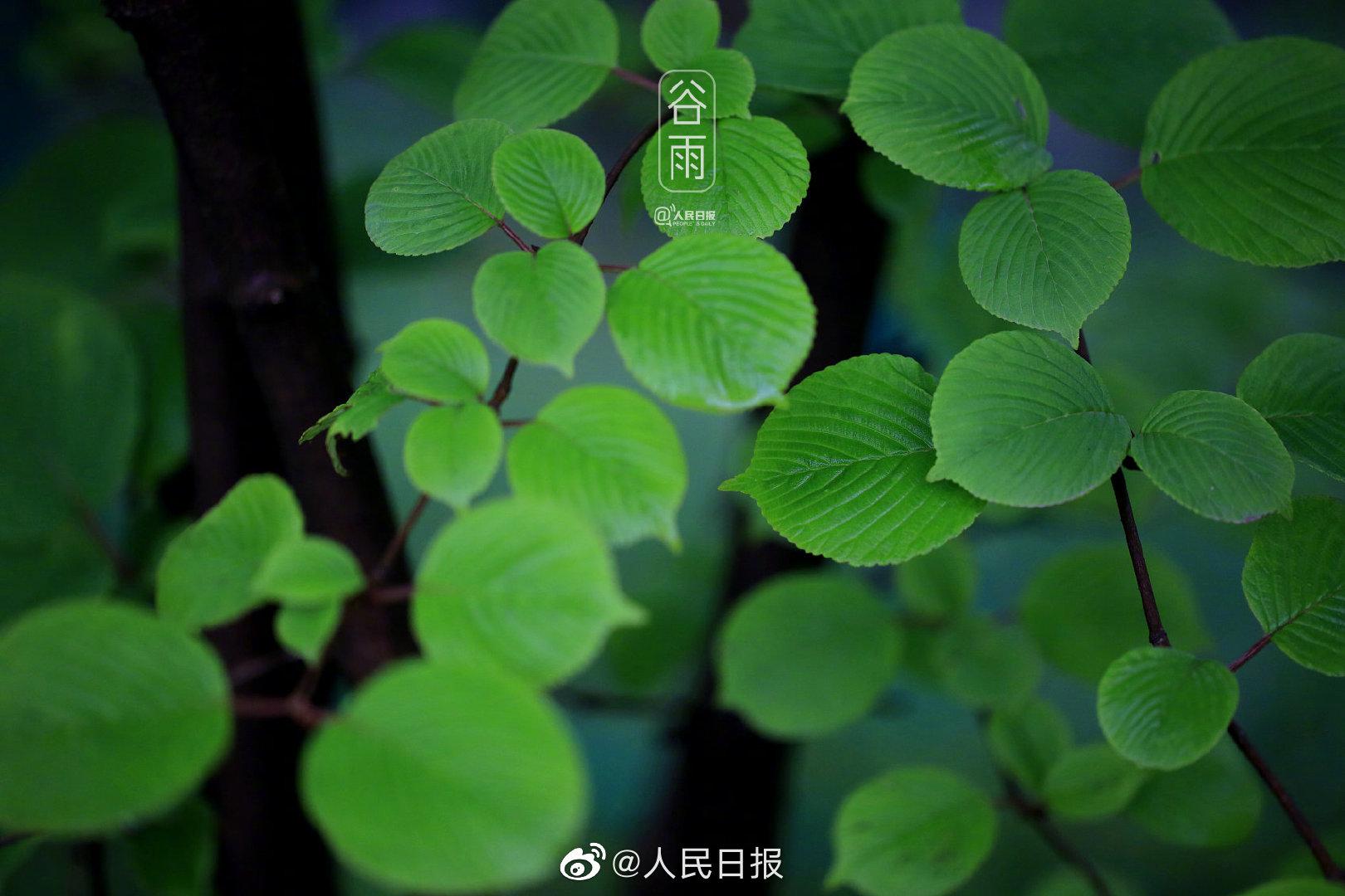 谷雨超治愈壁纸#[微风]】江苏淮安春雨绵绵,#古黄河畔雨中植物特写