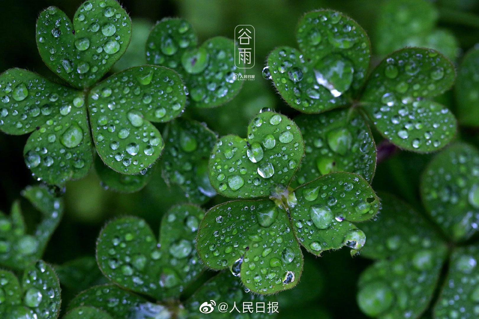 美!谷雨超治愈壁纸