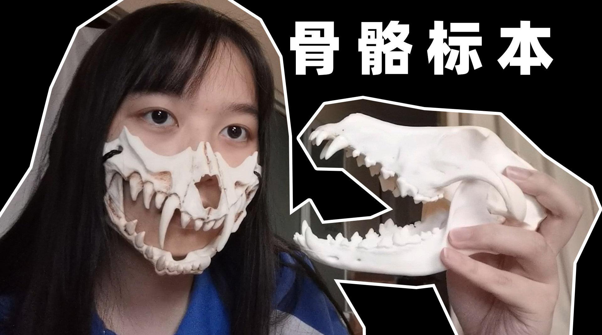 纯白之美 骨头是如何升华成标本的骨头的美感up主 修一j 视