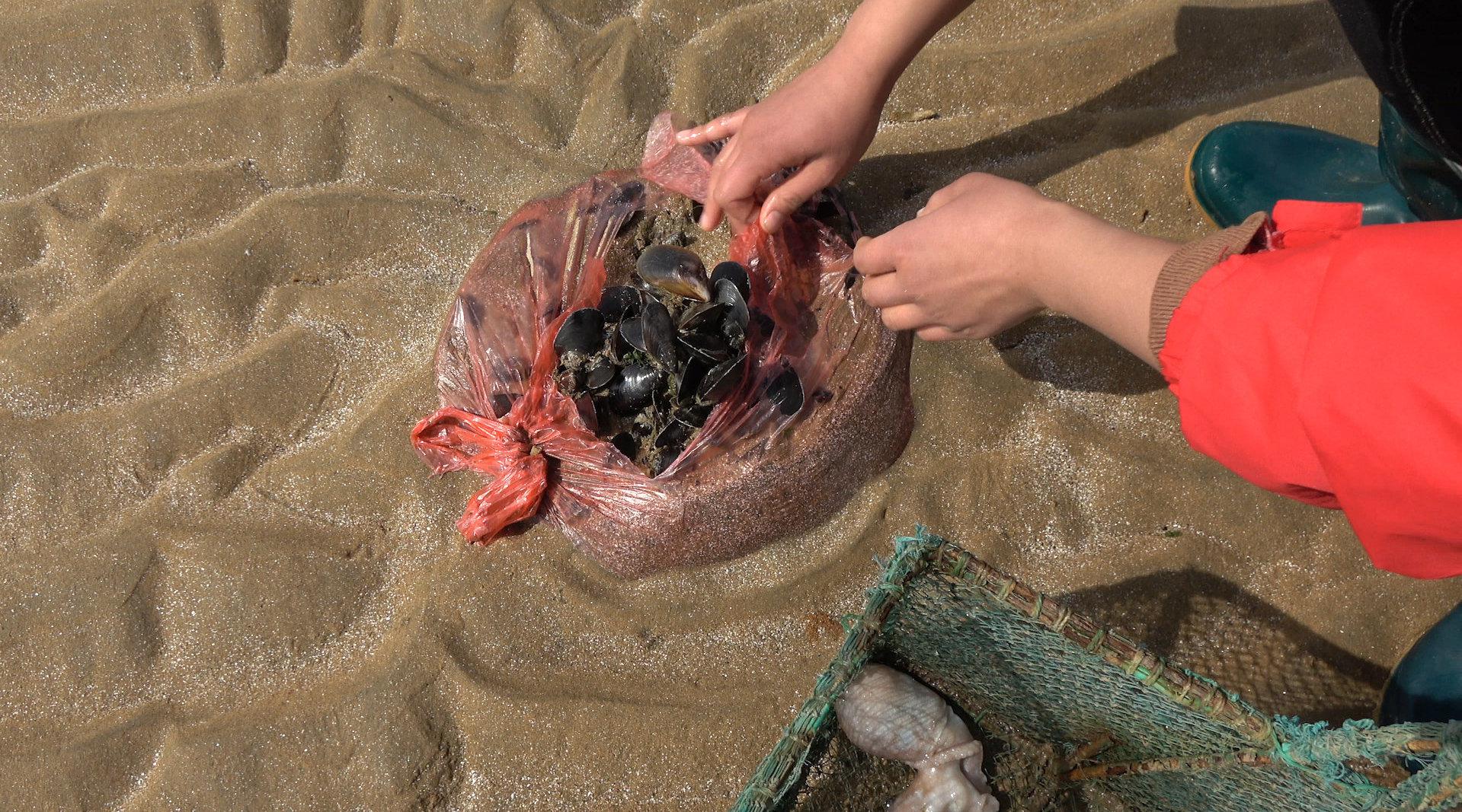 大梅到多岛海赶海,发现好多成袋的海虹,旁人看到后也跟着捡