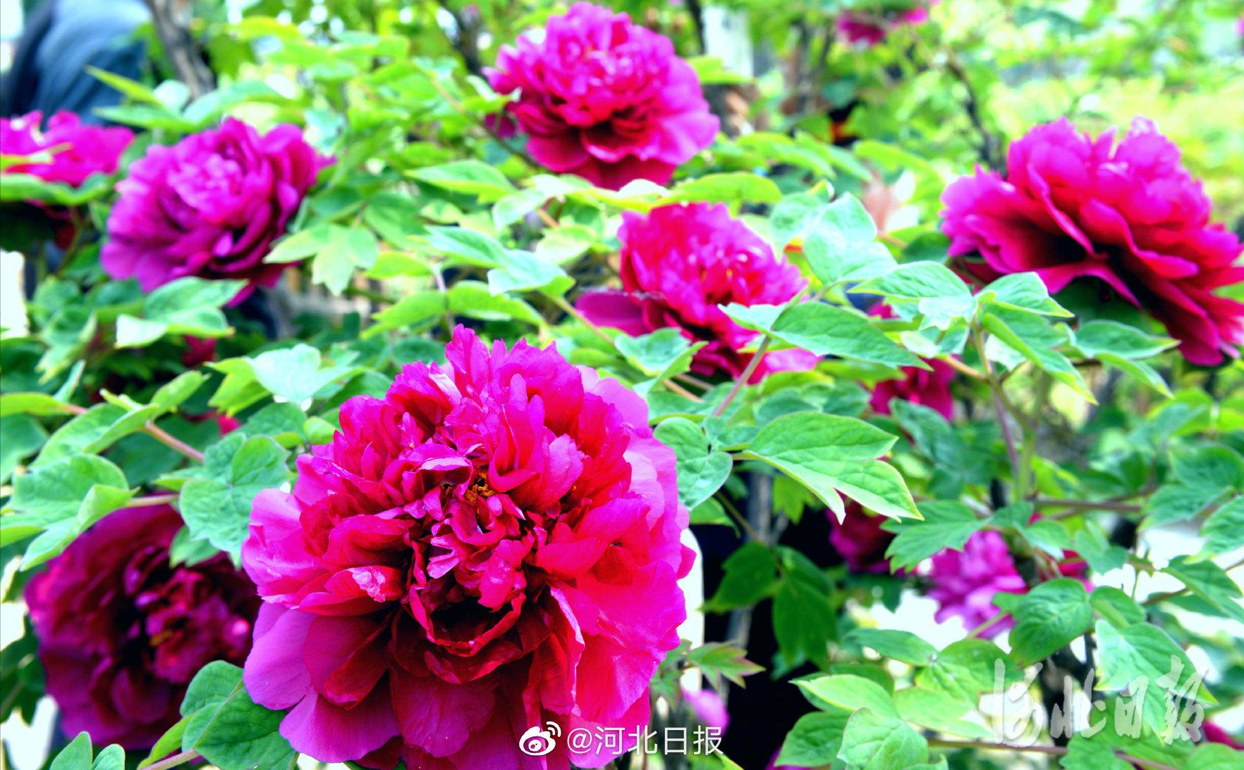 河北柏乡牡丹花又开了