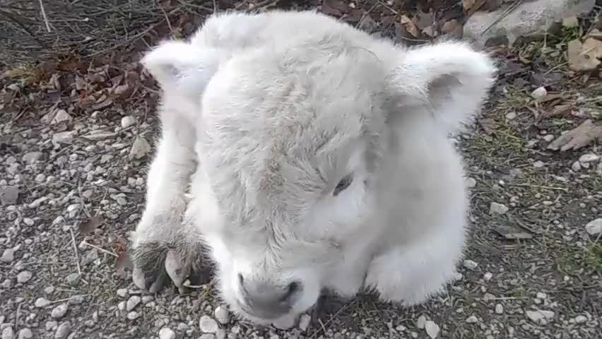 苏格兰高地牛幼崽,想rua!