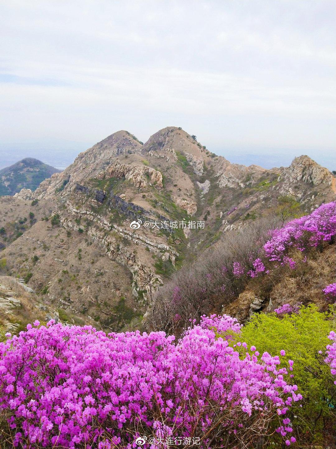 大连 大黑山杜鹃花，需预约观赏