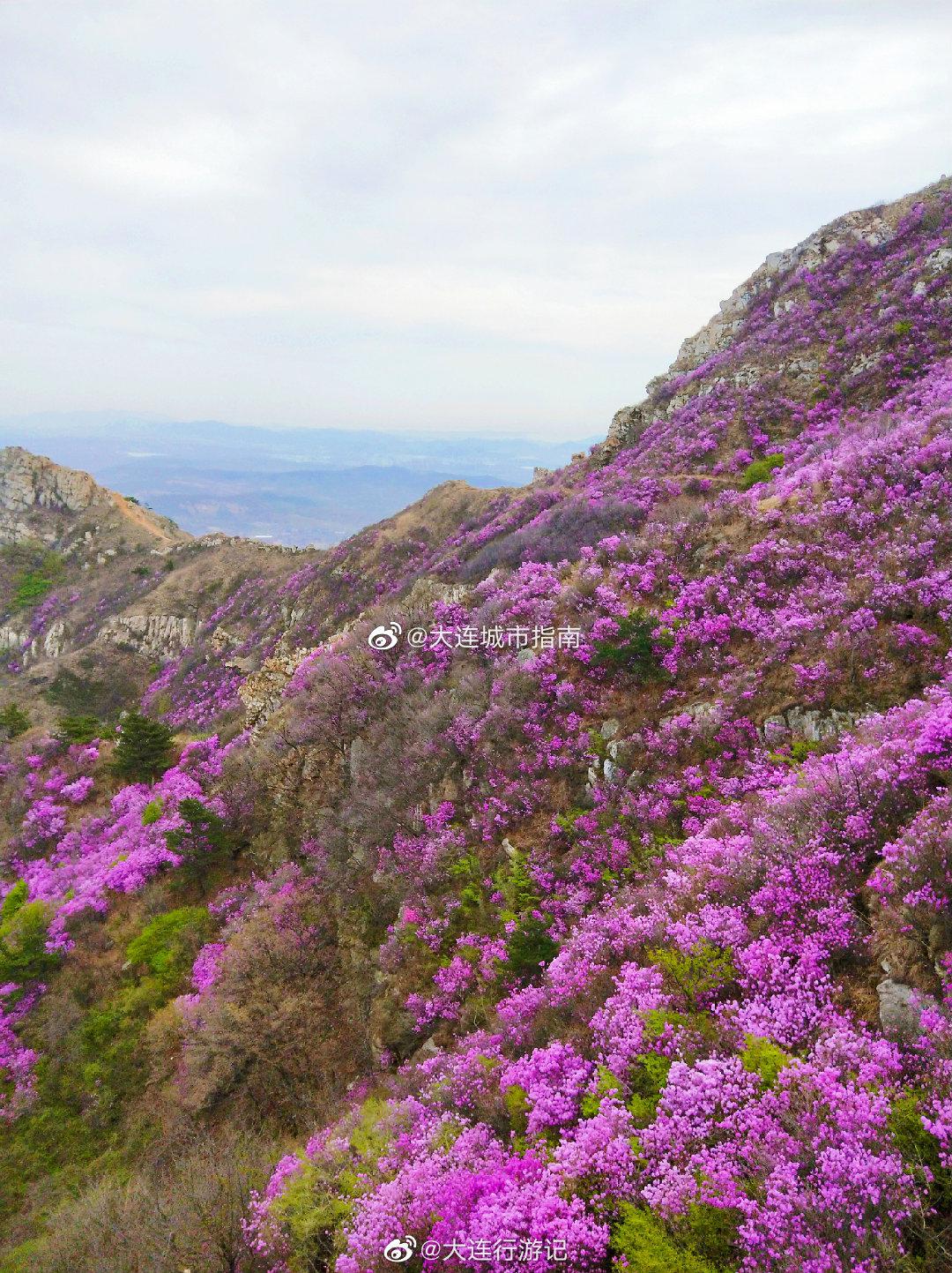 大连 大黑山杜鹃花，需预约观赏