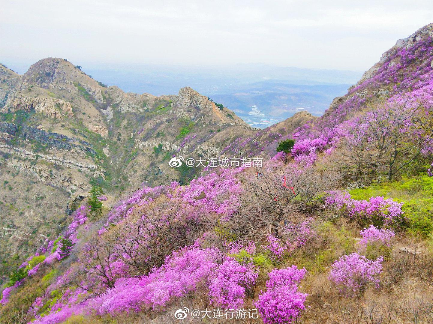 大连 大黑山杜鹃花，需预约观赏