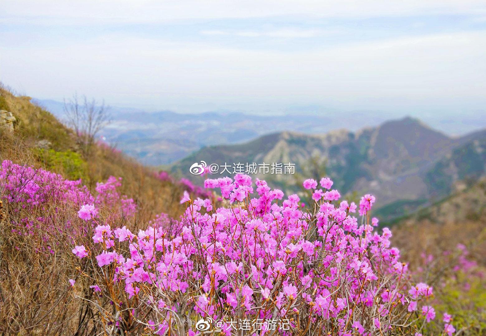 大连 大黑山杜鹃花，需预约观赏