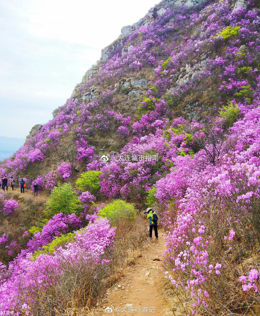 大连 大黑山杜鹃花，需预约观赏