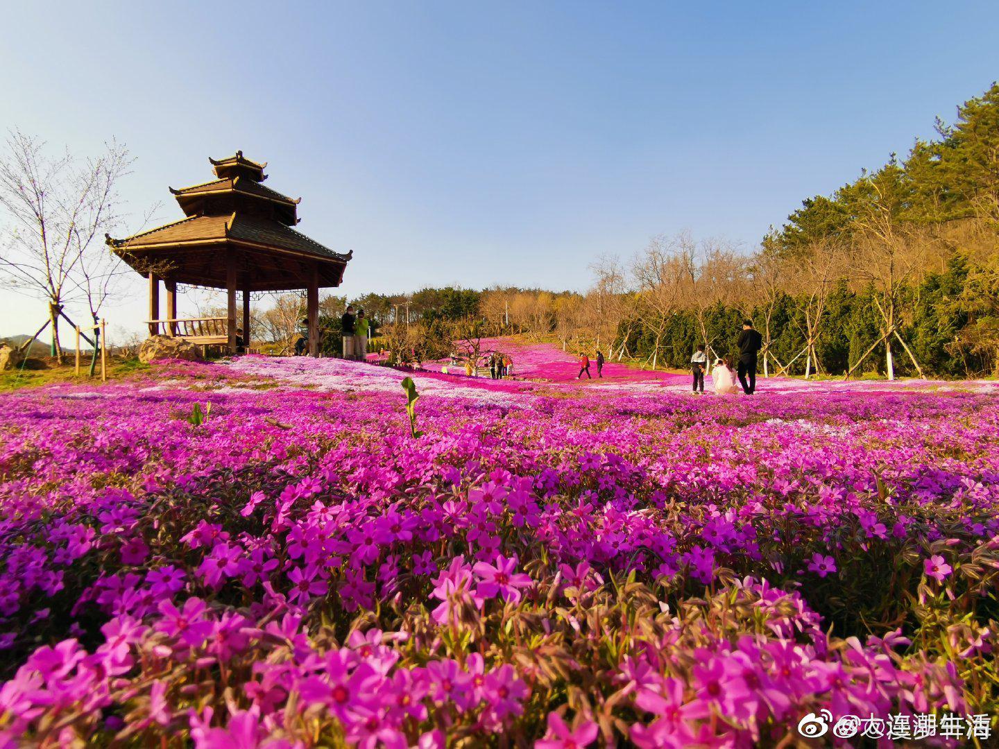 澶ц繛 鑺濇ū鑺辨捣馃尭