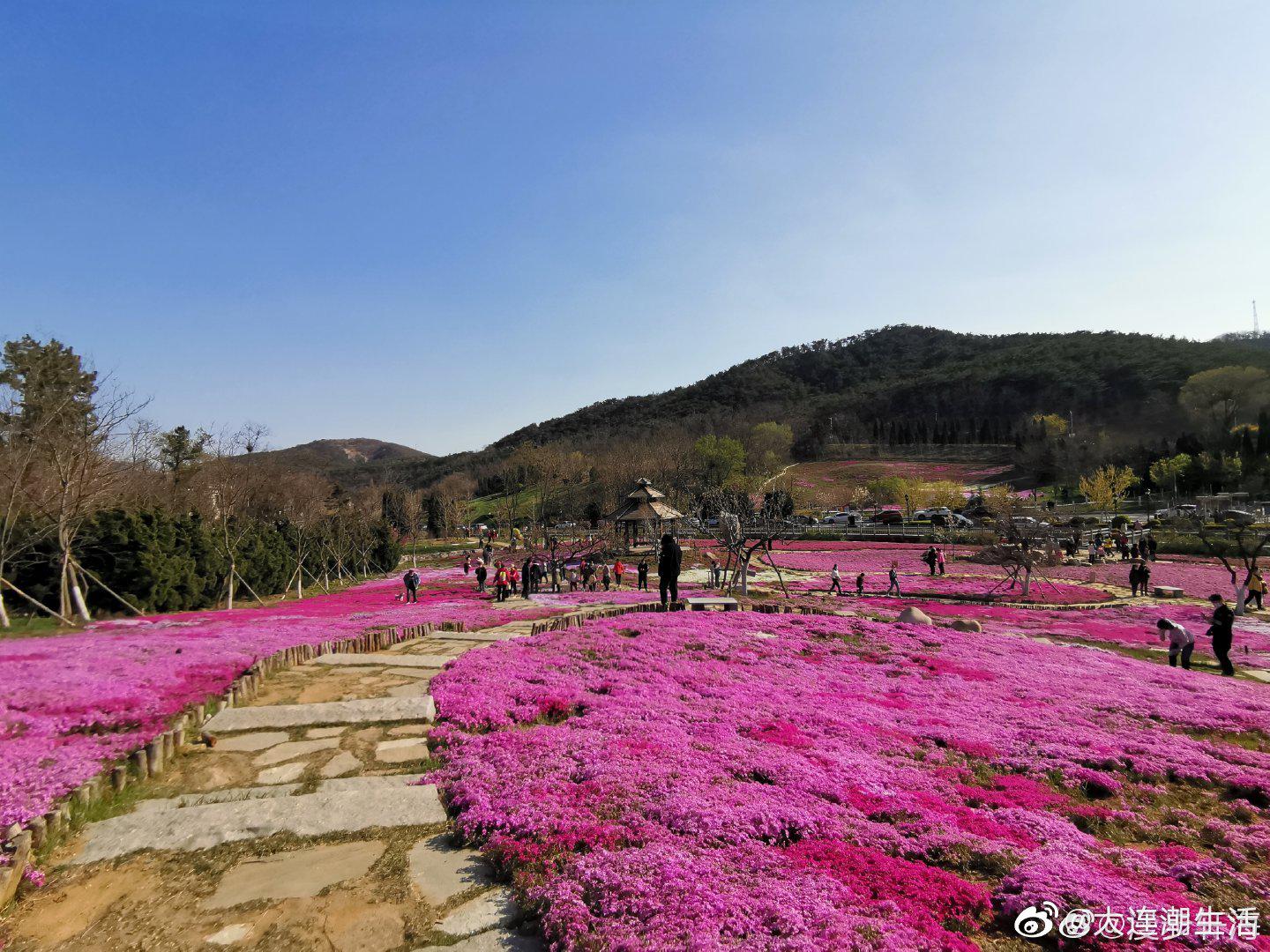 澶ц繛 鑺濇ū鑺辨捣馃尭