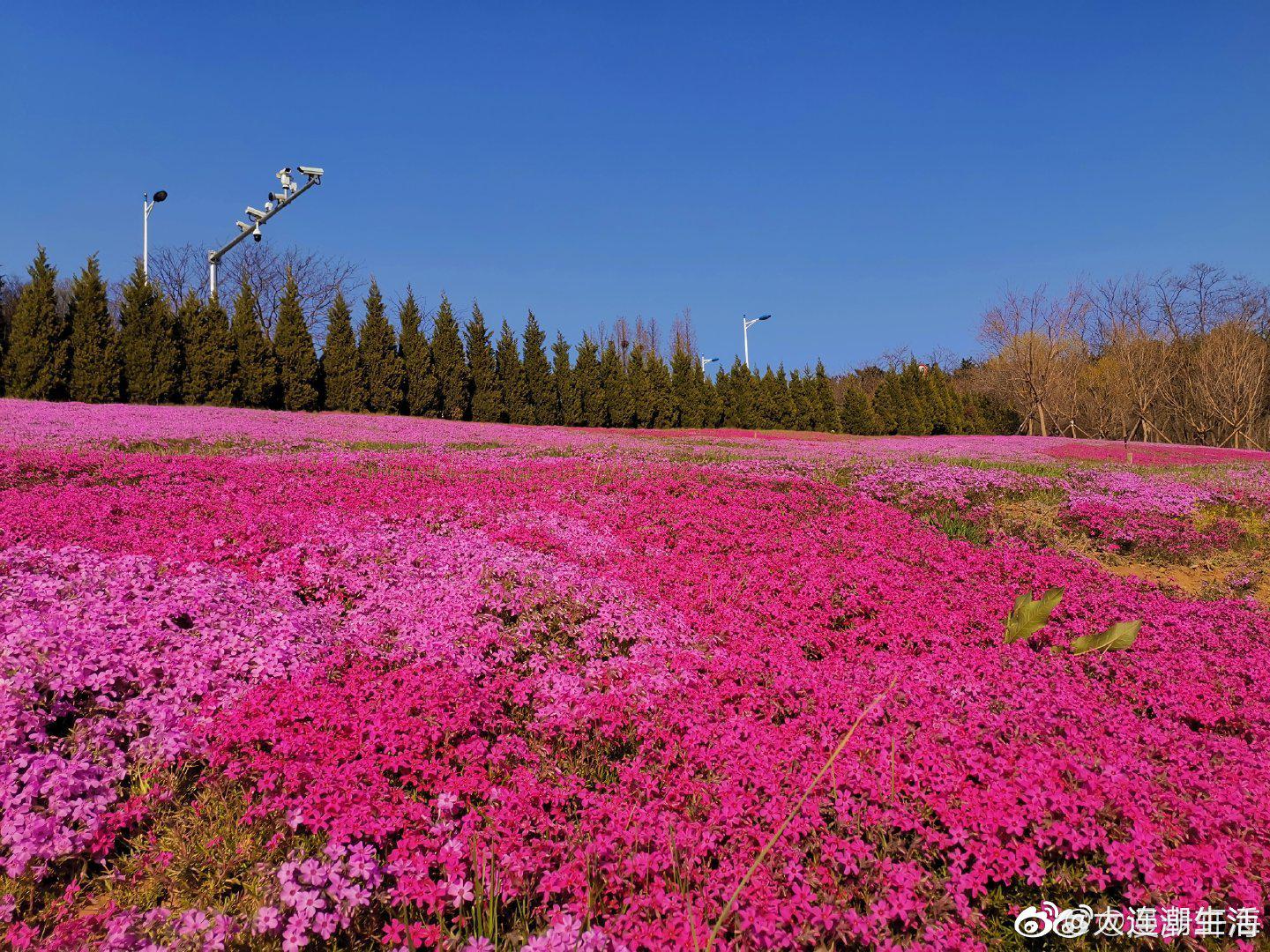 澶ц繛 鑺濇ū鑺辨捣馃尭