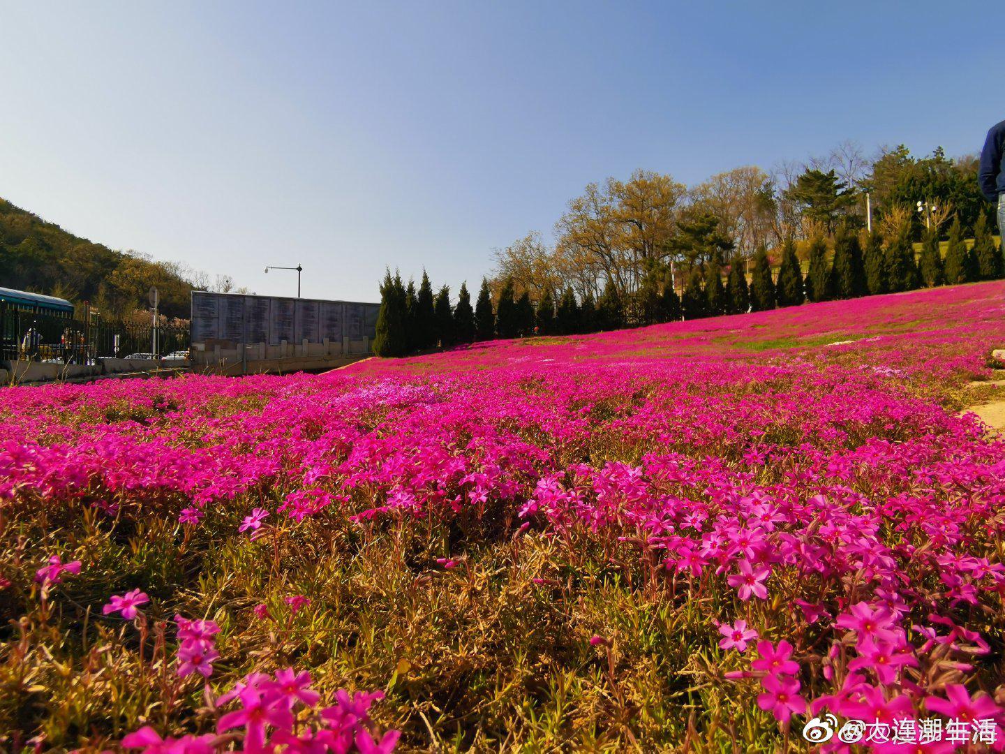澶ц繛 鑺濇ū鑺辨捣馃尭