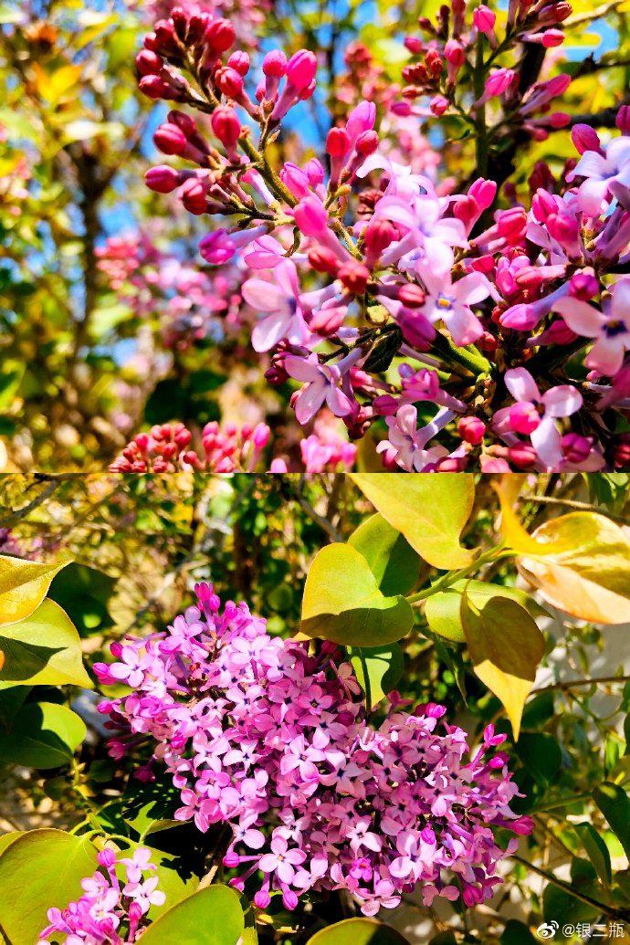 但愿春日安好 往后尽是鲜花烂漫 摄影@银二瓶 摄于