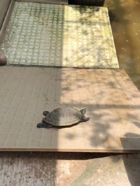 乌龟人设面临崩塌_新浪新闻
